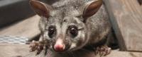 247 Possum Removal Melbourne image 2